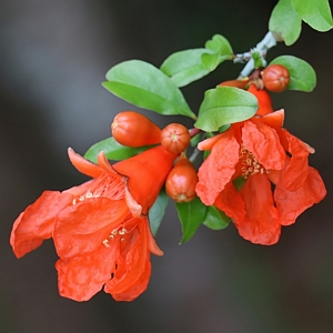 Dwarf Pomegranate